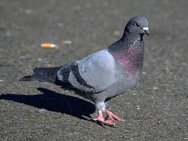 太陽光パネルへの鳥害対策🐦 画像