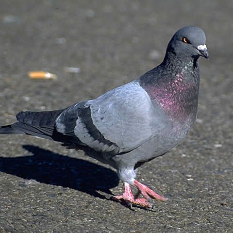 太陽光パネルへの鳥害対策🐦 アイキャッチ画像